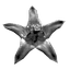 Calotropis Logo