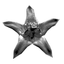 Calotropis Icon